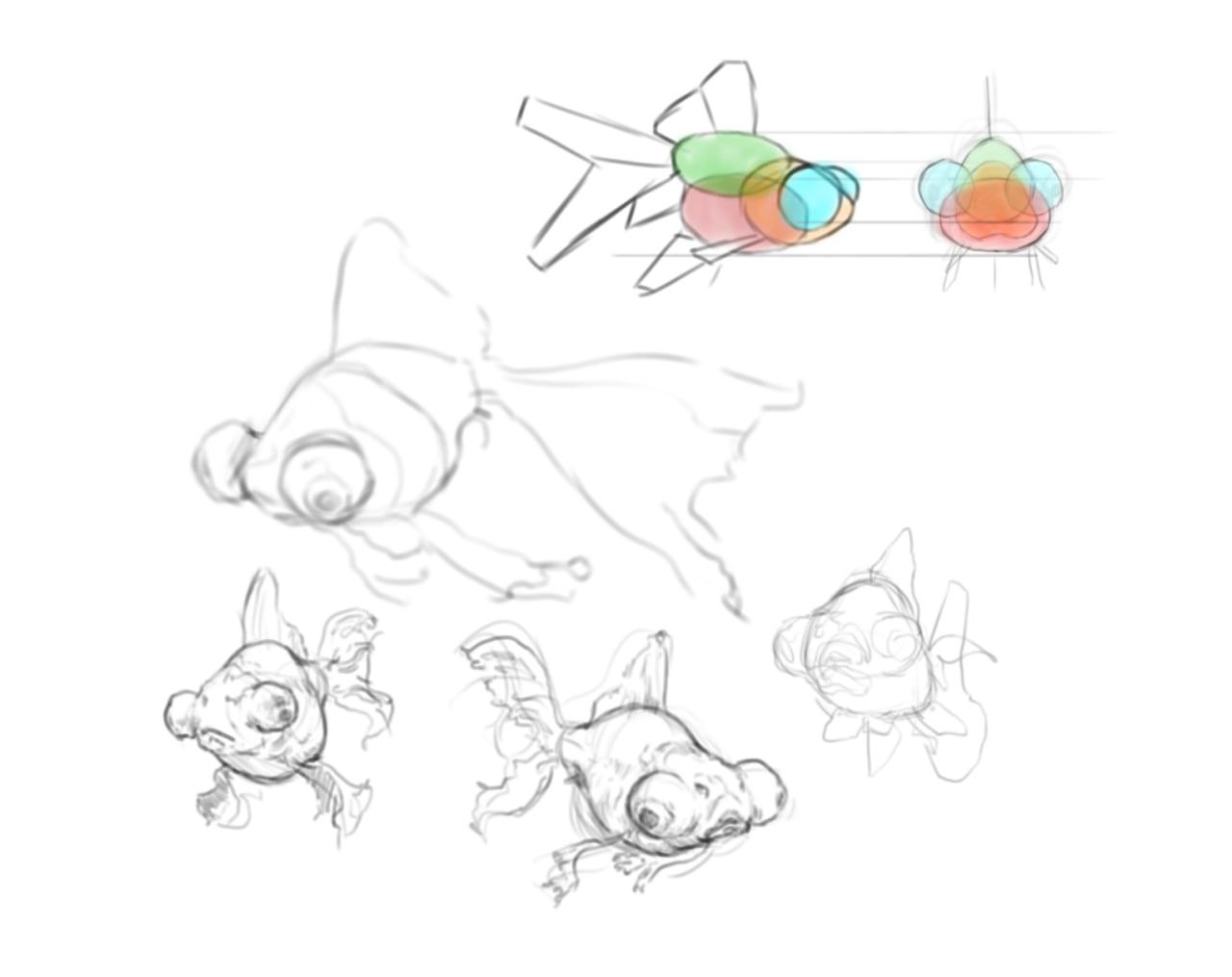 fish (03)